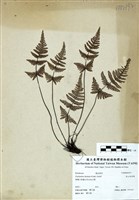 藏品(深山粉背蕨)的圖片